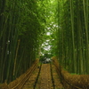 竹林