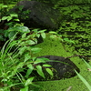 雨上がりの池