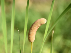 ガマの穂