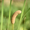 ガマの穂