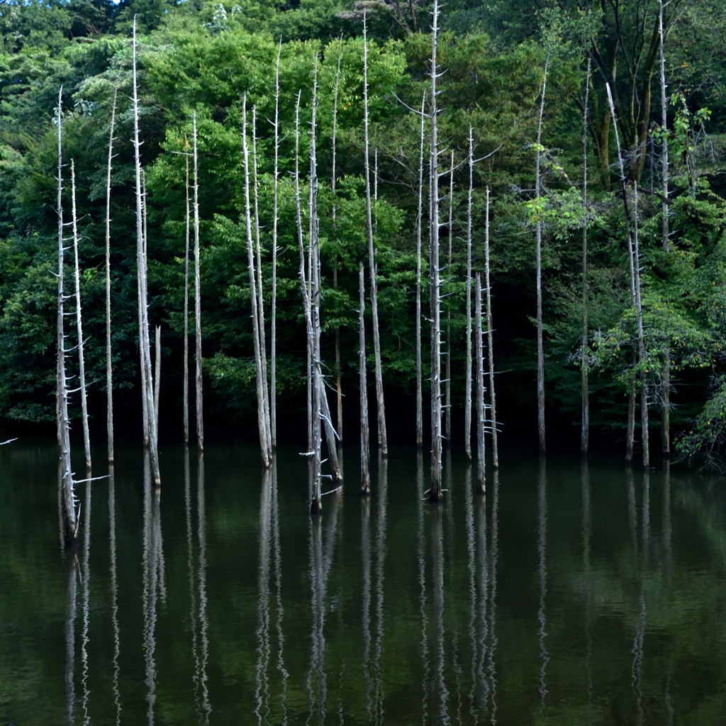 枯れ木立