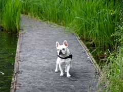 逞しさ