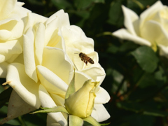 薔薇に到着したミツバチ