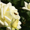 薔薇に到着したミツバチ