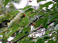 木に隠れていたワカケホンセイインコ