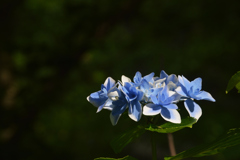 紫陽花