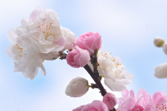 八重桜