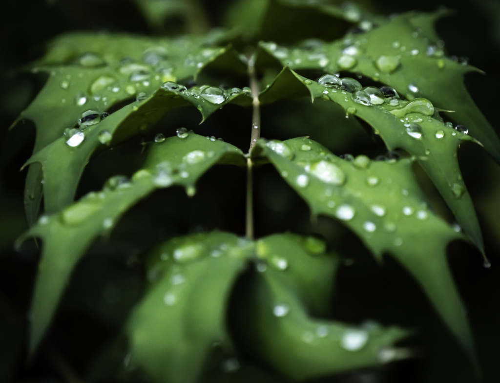 雨上がりの雫_02