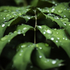 雨上がりの雫_02