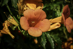 散歩中の花１