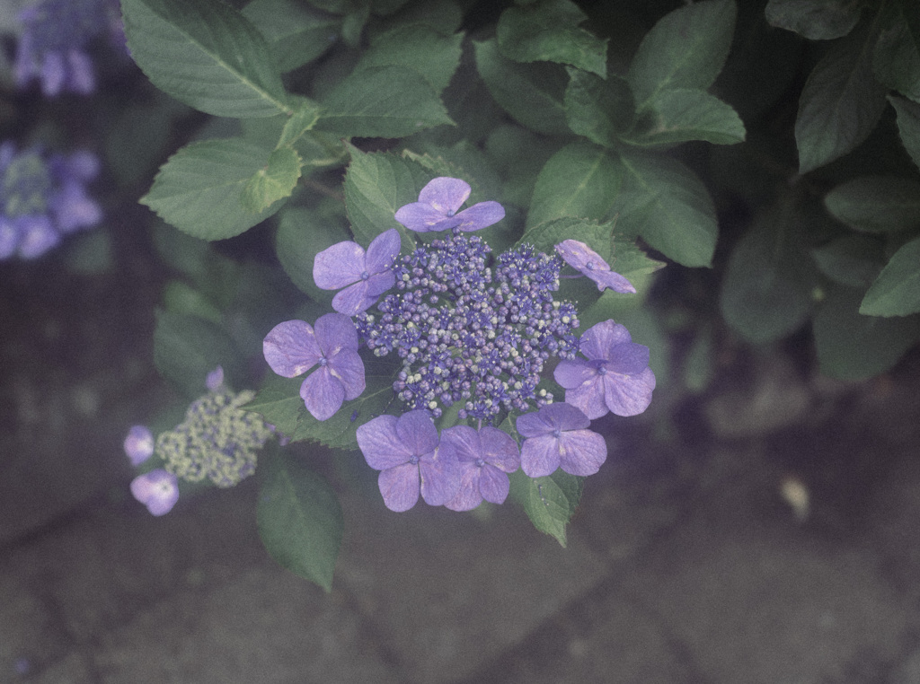 Emotional Flower_03