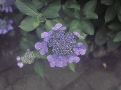 Emotional Flower_03