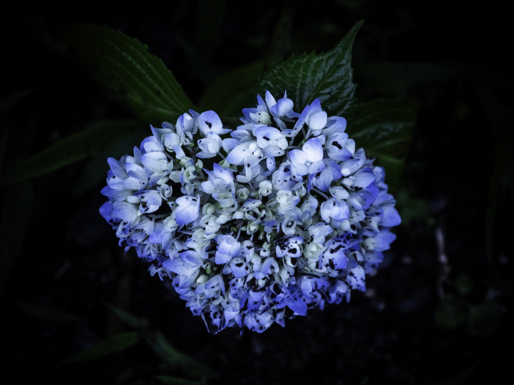 近所の紫陽花_01