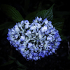 近所の紫陽花_01