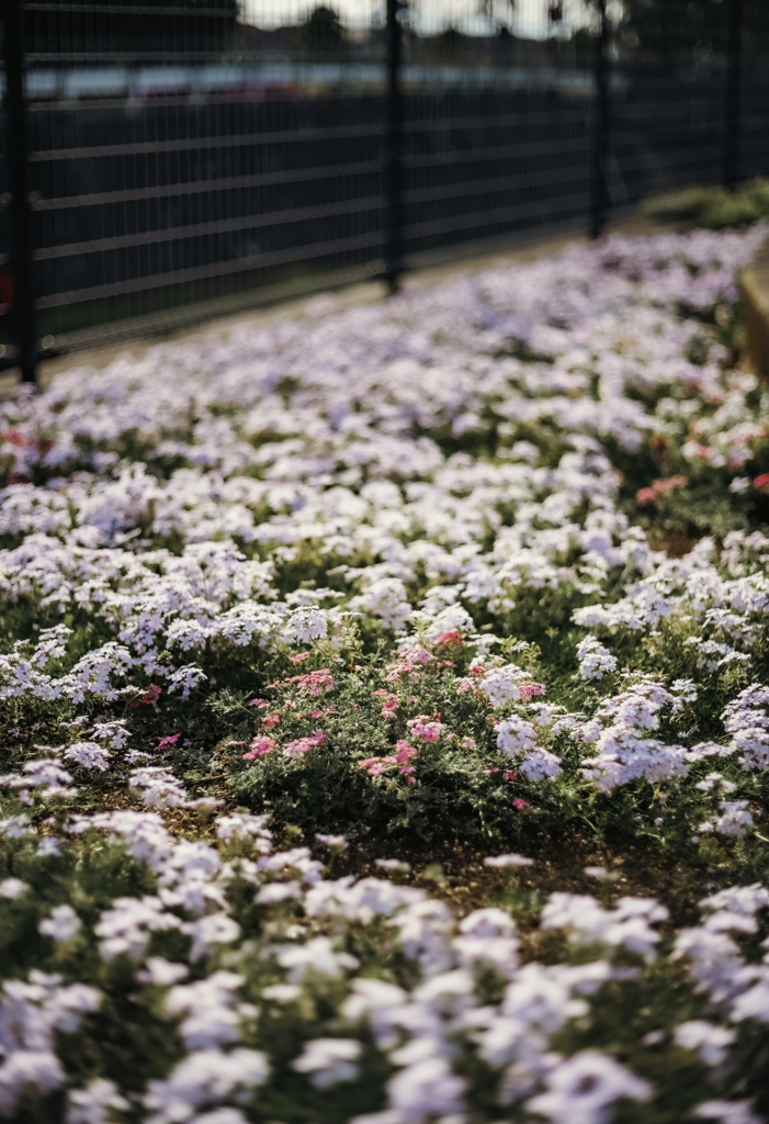 花の絨毯