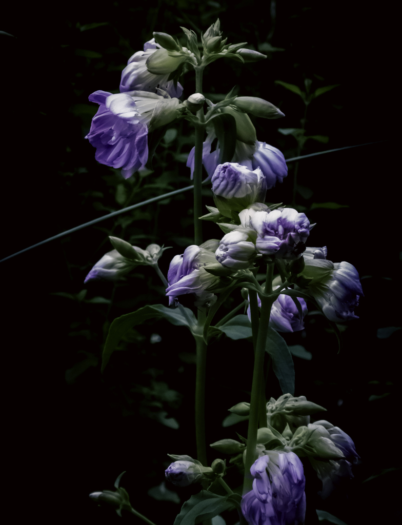 紫の花がありました