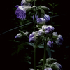 紫の花がありました