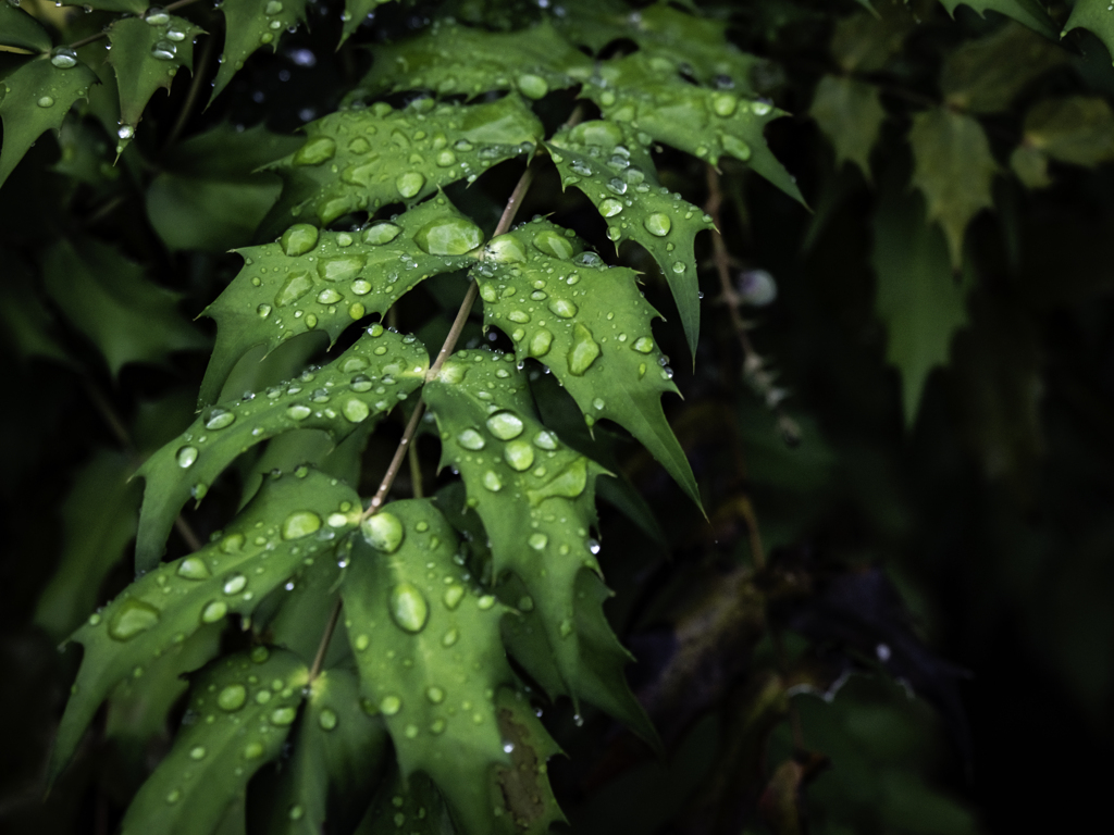 雨上がりの雫_01