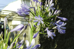 散歩中の花11