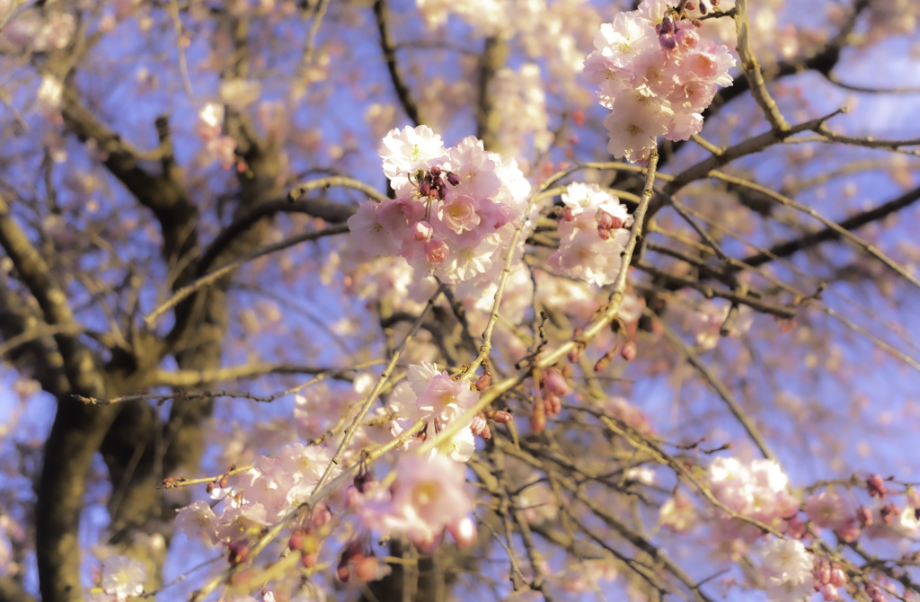 桜