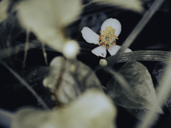 花_01
