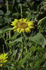 散歩中の花２