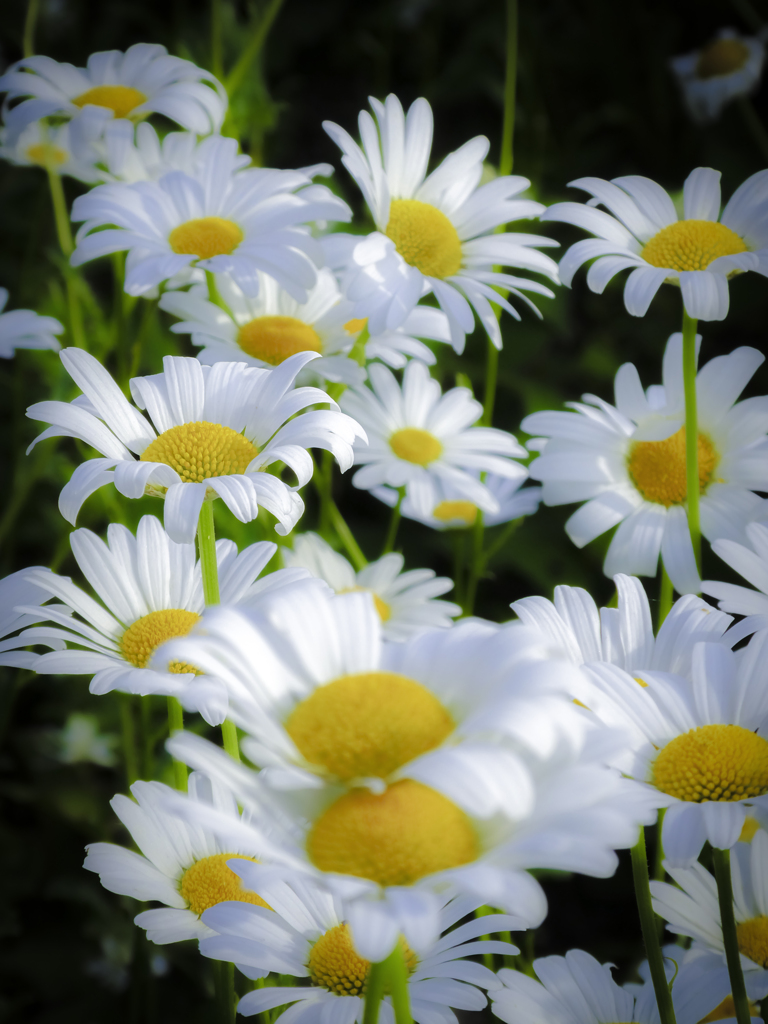 花_02