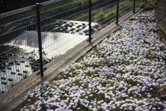 花の絨毯_02
