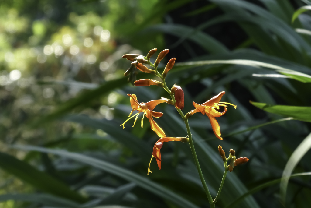 散歩中の花３
