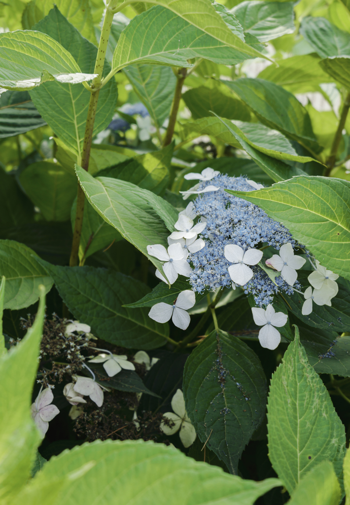 紫陽花１