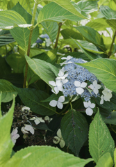 紫陽花１