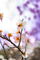 花とハチ