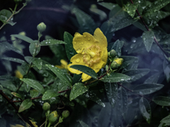 花_02