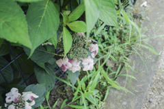 紫陽花１