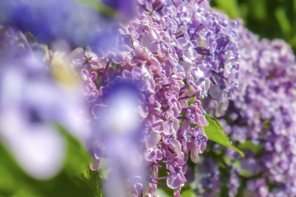 遊歩道の紫陽花