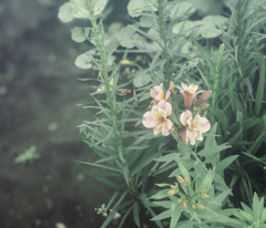 Emotional Flower_04