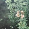 Emotional Flower_04