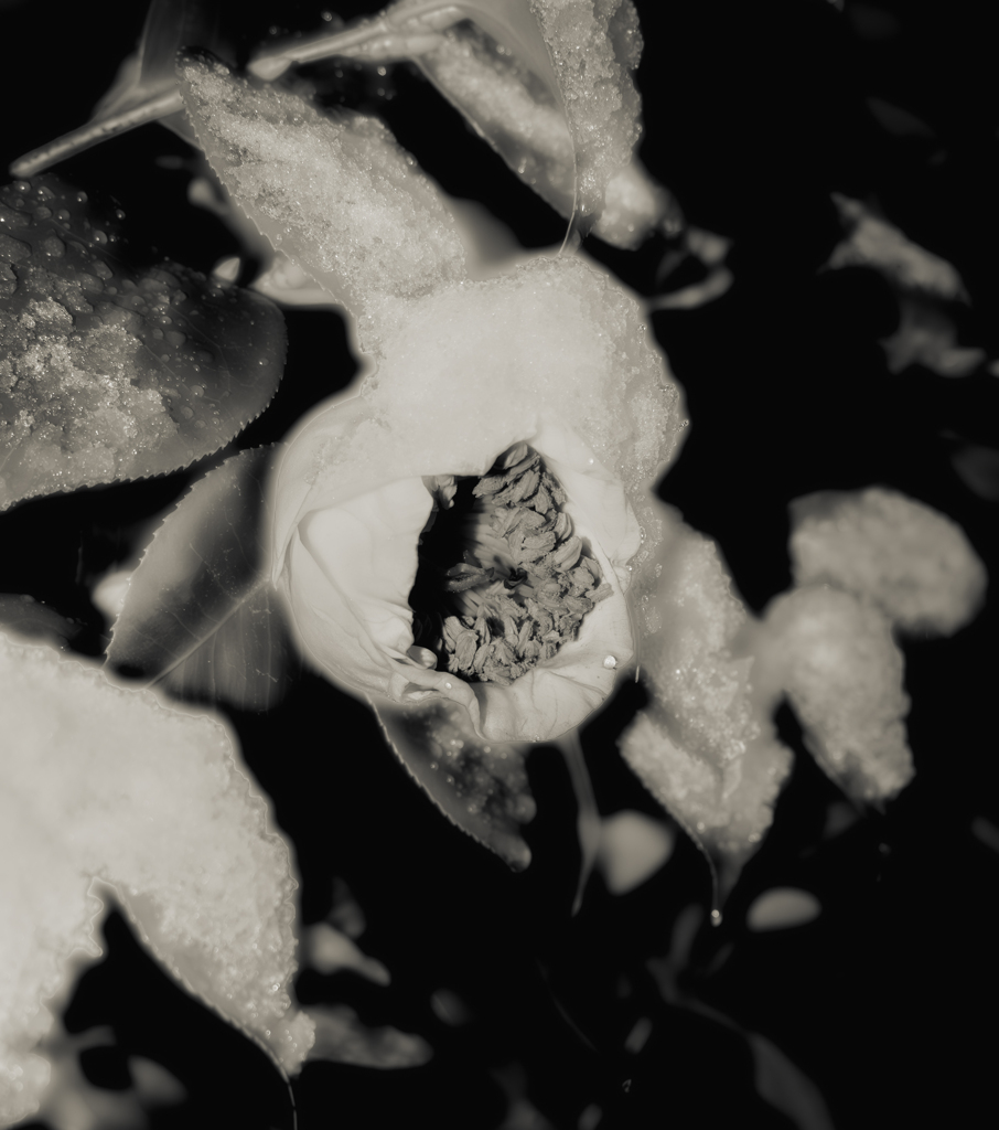 雪と花