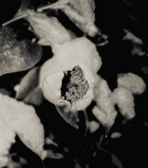 雪と花