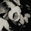 雪と花