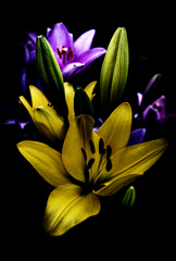 Emotional Flower_04