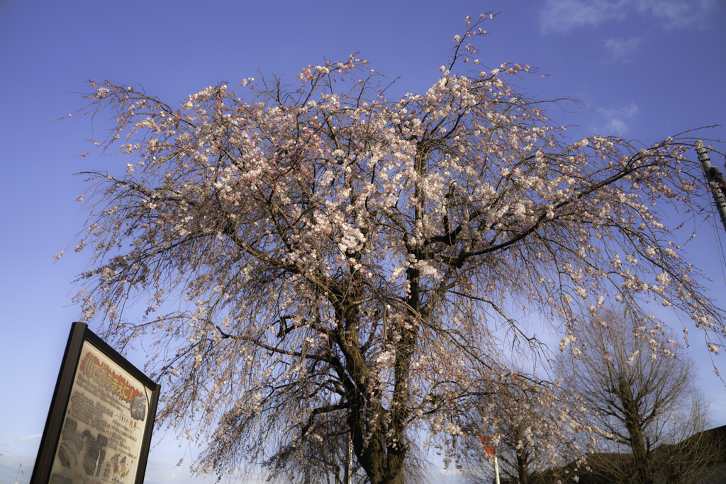 桜