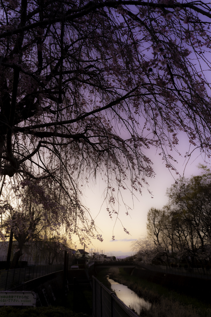 夕焼けと桜