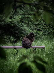 猫
