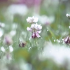花_03