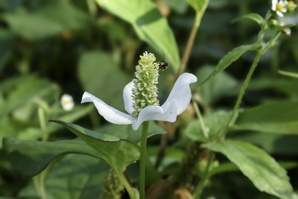 散歩中の花５