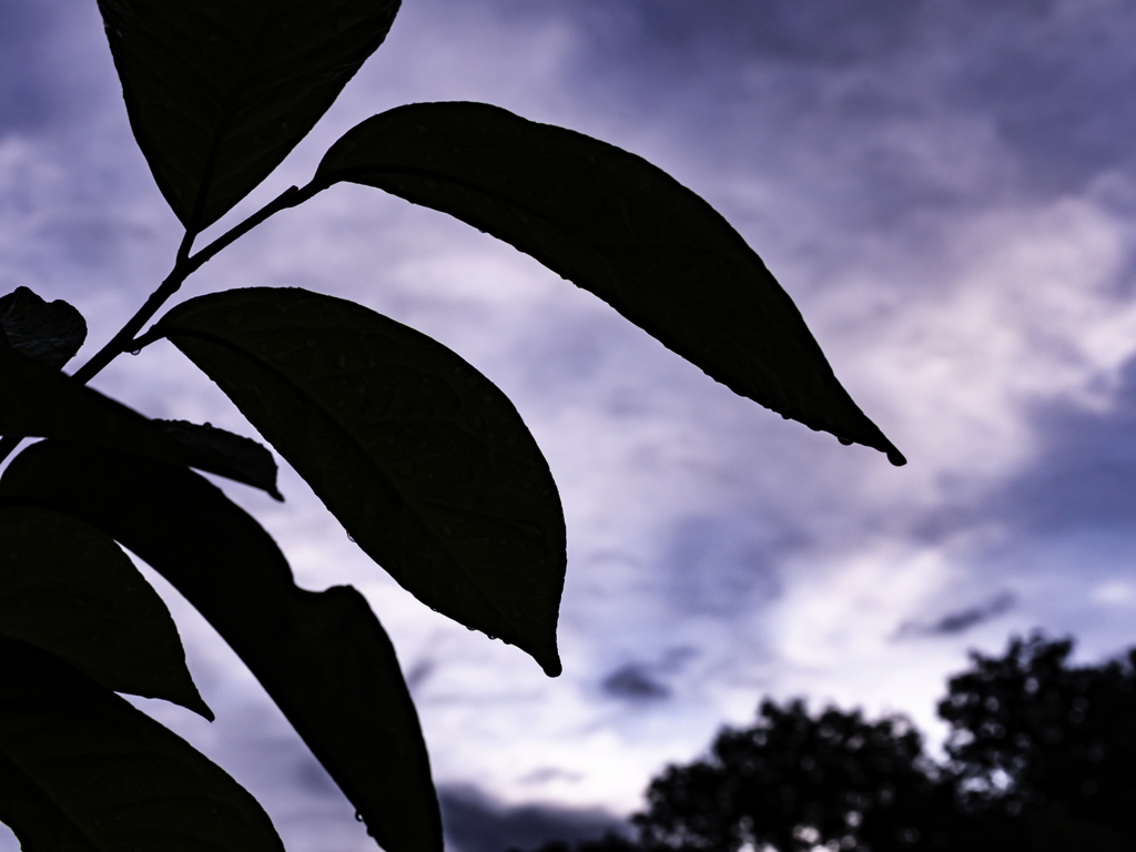 雨上がりの森_01