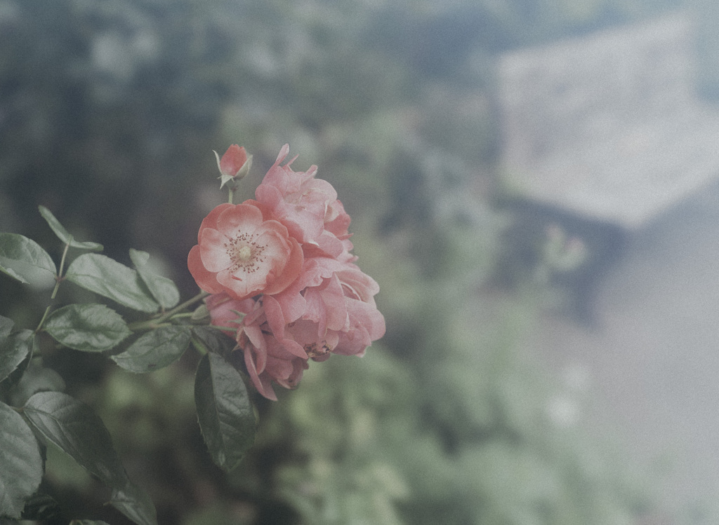 Emotional Flower_02