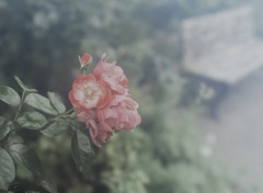 Emotional Flower_02