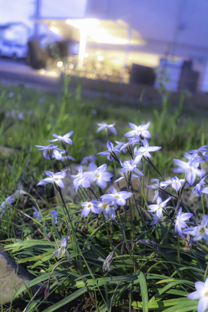 青い花